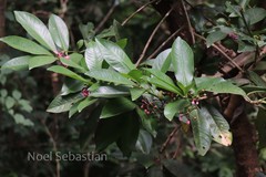 Ardisia solanacea